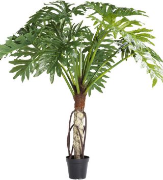 TREE BIG MONSTERA