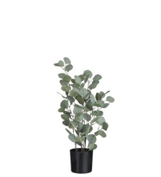 EUCALYPTUS IN POT PLAST GRN S