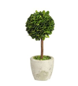 Buxusball high Plant