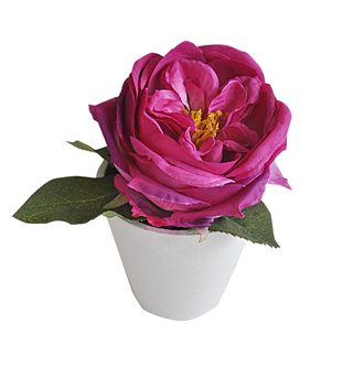 Rose potted