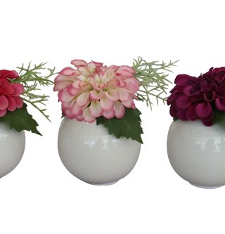 Dahlia potted