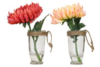 Chrysanthemum potted