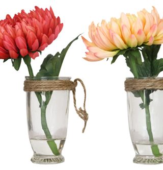 Chrysanthemum potted