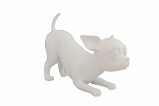 Chó Chiwawa Quỳ Trắng