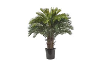 Cycas potted