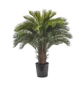 Cycas potted