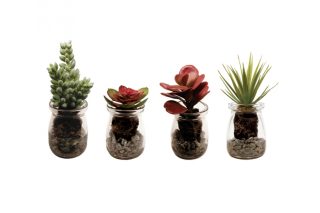 Succulent magic water