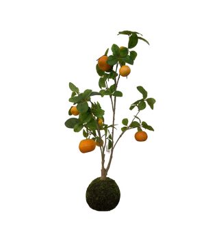 Orange tree