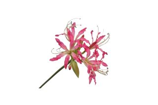 LYS SPRAY BEAUTY 80 CM