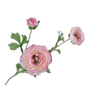 RANUNCULUS SPRAY ROSE 65cm