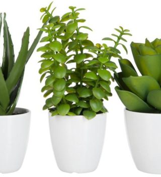 CRASS/ALOE/LOT+POT GRN L ASS3