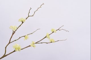 Hoa Đào Màu Vàng 60Cm