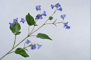 Campanula stem blue 100cm