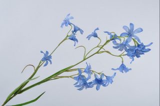 Campanula blue 75cm
