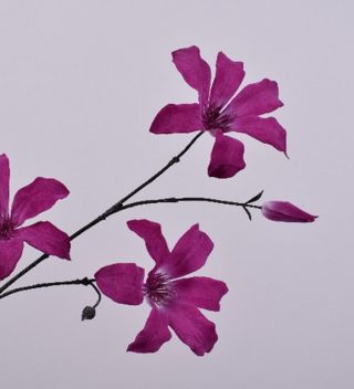 cành hoa Clematis tím