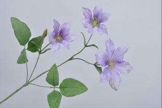 Clematis violet 75cm