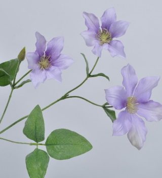 Clematis violet 75cm