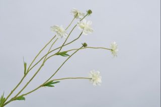 Hoa Cúc Màu Trắng 65Cm