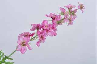 Delphinium pink 80cm