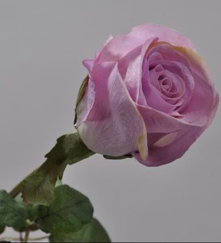 Bud Mauve Rose violet 65 cm