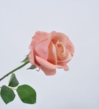 Rose spray pink 65 cm