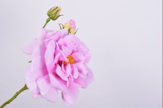 Hoa Mẫu Đơn Tím 80Cm