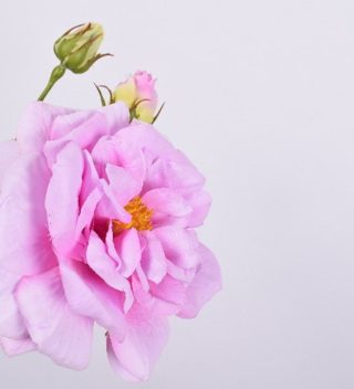 Peony violet 80cm