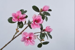Magnolia pink 75cm