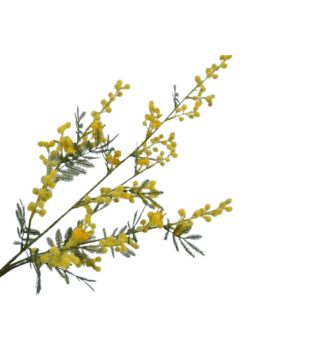 MIMOSA BRANCH 75 CM
