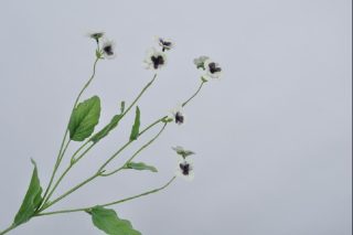 Hoa Pansy Trắng 65Cm