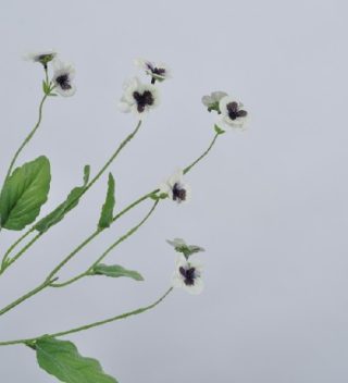 Pansy white 65cm