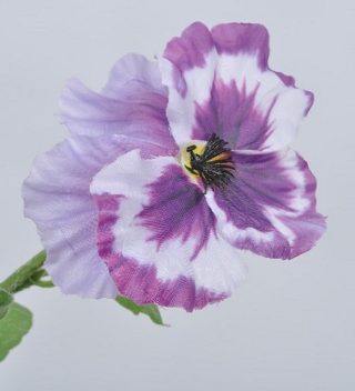 Cành hoa Pansy tím