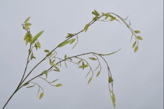 Cành Lá Màu Xanh 90Cm