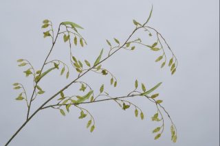 Cành Lá Màu Xanh 110Cm