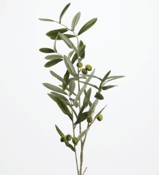 Olive branch