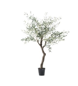 Olive Royal tree H210-148874C