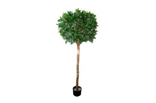 Bayleaf Tree Ball+Trunk+Pot