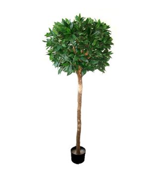 Bayleaf Tree Ball+Trunk+Pot