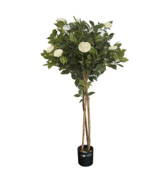 Camelia Cream