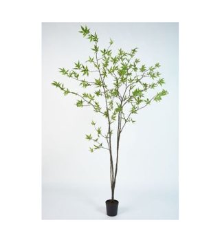 Ipot Esdoor Groen Tree