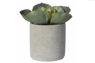 Succulent in pot Aloe