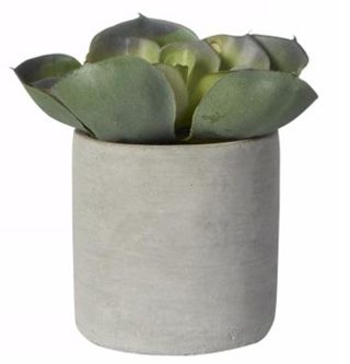 Succulent in pot Aloe