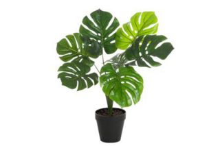 Cây monstera