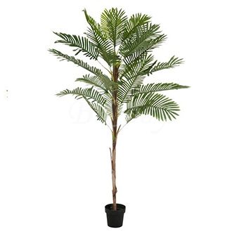 Cây Palm madag loại lớn