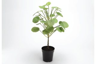 Cây Pilea Pot