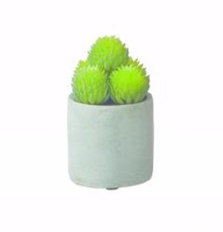 Succulent in pot Pompon