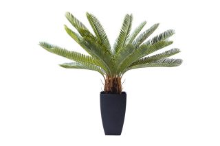 Cây Trang Trí Cycas
