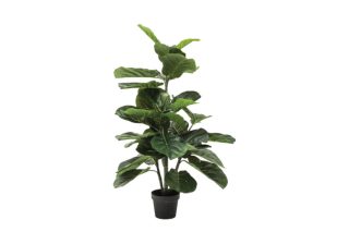 Chậu Cây Fiddle Lef