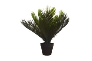 Leather fern bush in pot