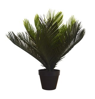 Leather fern bush in pot
